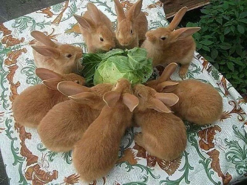 The cabbage never stood a chancefrom Cute Happy Stuffs
