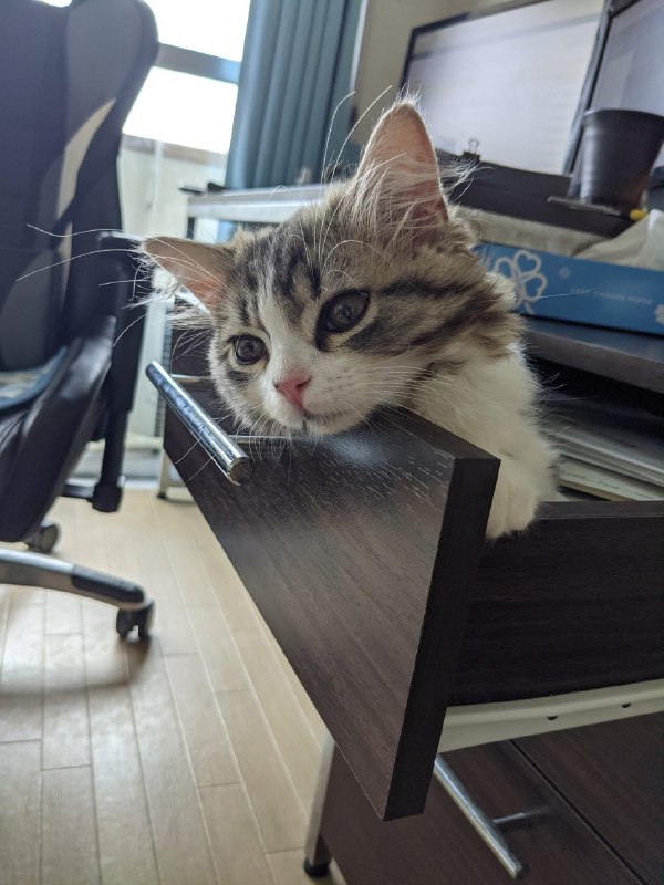 乘坐时光机抵达的猫形机器人（有耳朵）from 叮当喵喵-今天你也很可爱