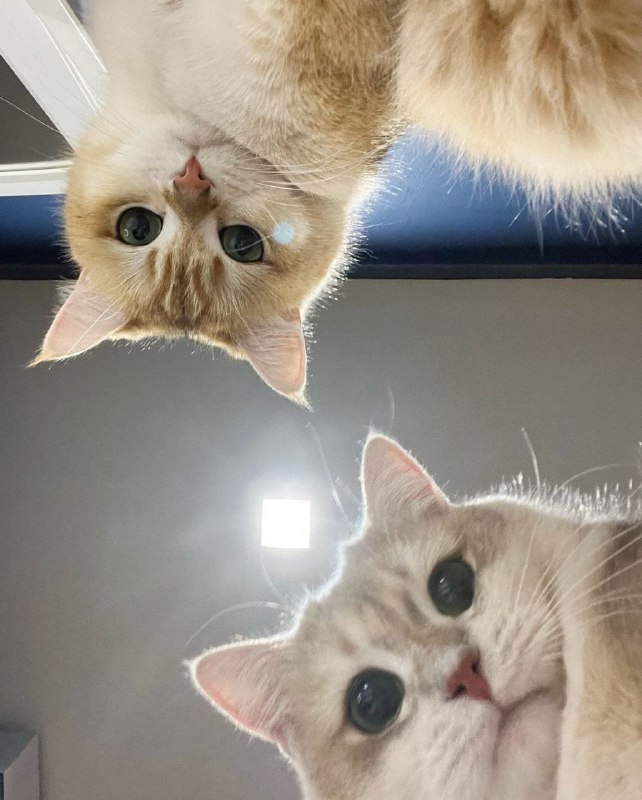 你醒了？你现在是一只猫猫了from 叮当喵喵-今天你也很可爱