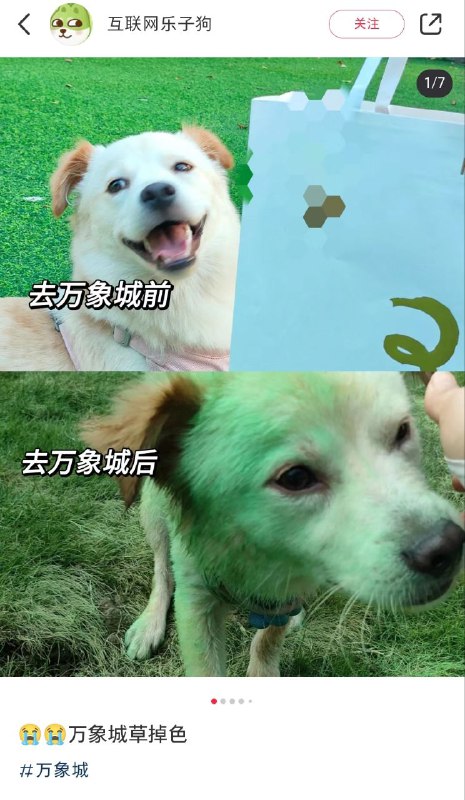 新叶汪，草系宝可梦，喜欢晒太阳合成能量