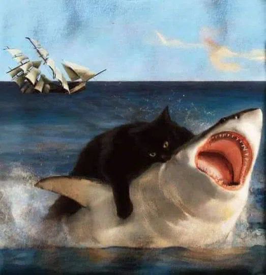 from 猫猫窝🐈🐈‍⬛️