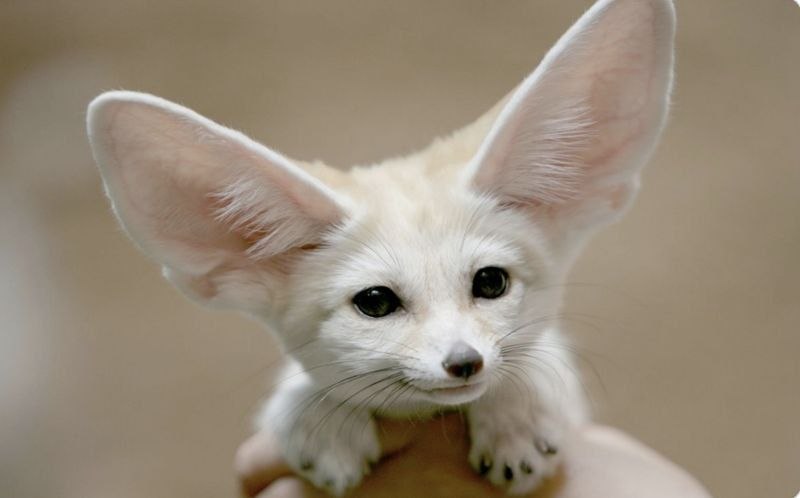 We swear chat this is what yall remind us offrom Cute Happy Stuffs