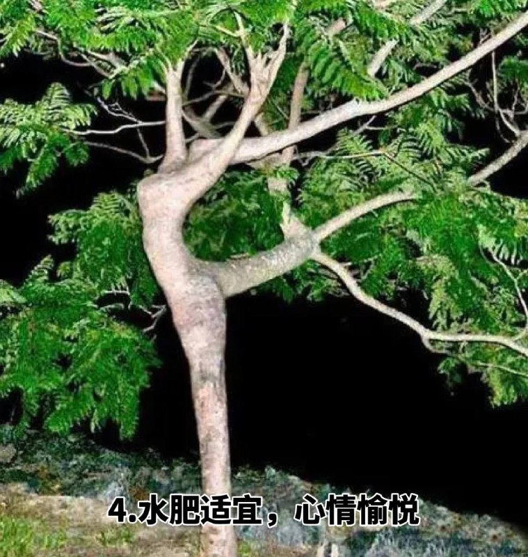 #趣图 奇怪的 #树 🌳🌳🌳#趣图 奇怪的 #树 🌳🌳🌳