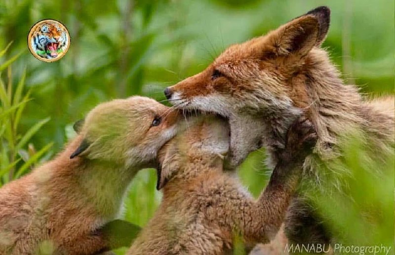 Weres the food mom?from Cute Happy Stuffs