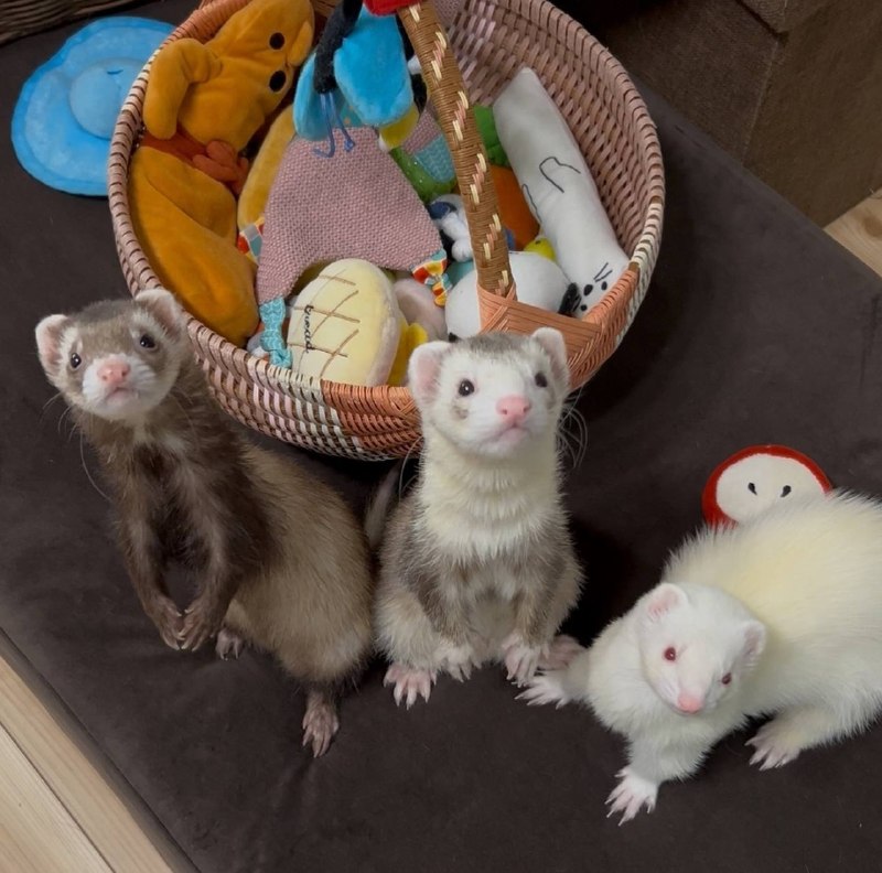 The spooky boisfrom Cute Happy Stuffs