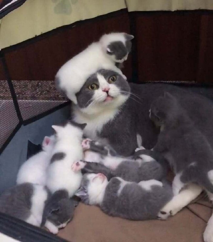 First time momfrom Cute Happy Stuffs
