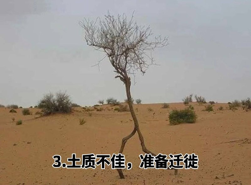 #趣图 奇怪的 #树 🌳🌳🌳#趣图 奇怪的 #树 🌳🌳🌳