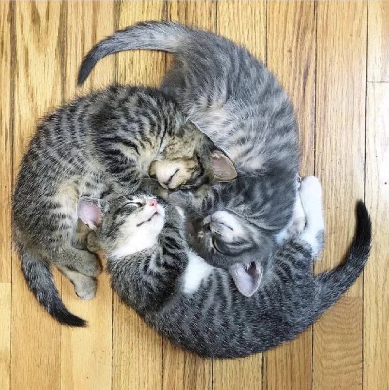 via 叮〜 ( ꒪ ꒳ ꒪ ) 〜当