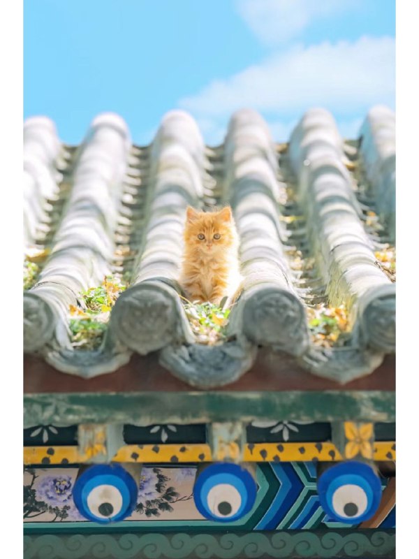 #可爱喵喵年度猫片from 叮当喵喵-今天你也很可爱#可爱喵喵年度猫片from 叮当喵喵-今天你也很可爱