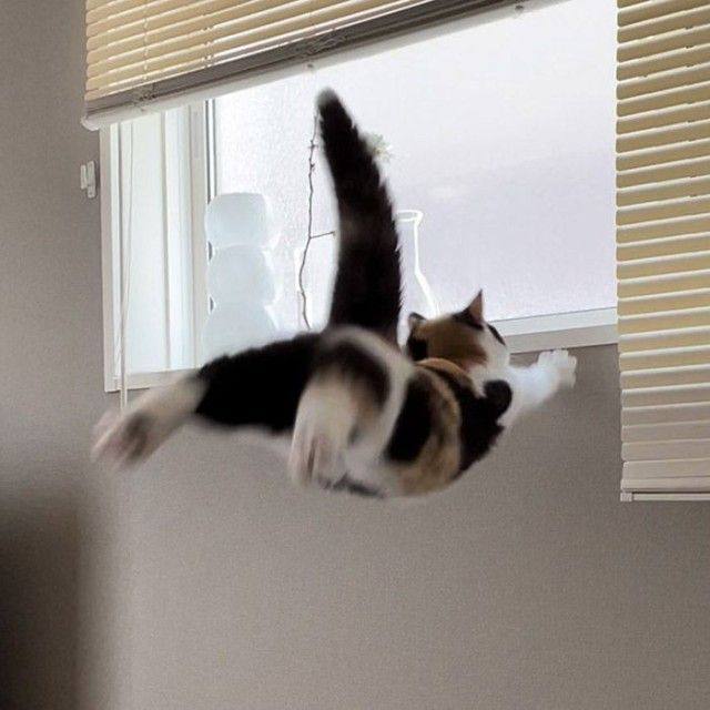#可爱喵喵 会飞的猫from 叮当喵喵-今天你也很可爱