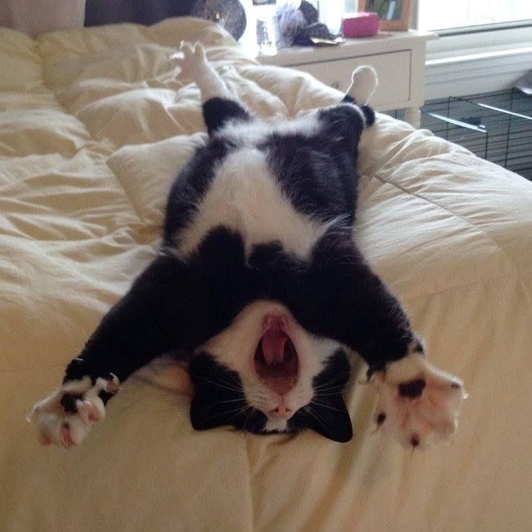 via Kukisifrom 猫猫窝🐱