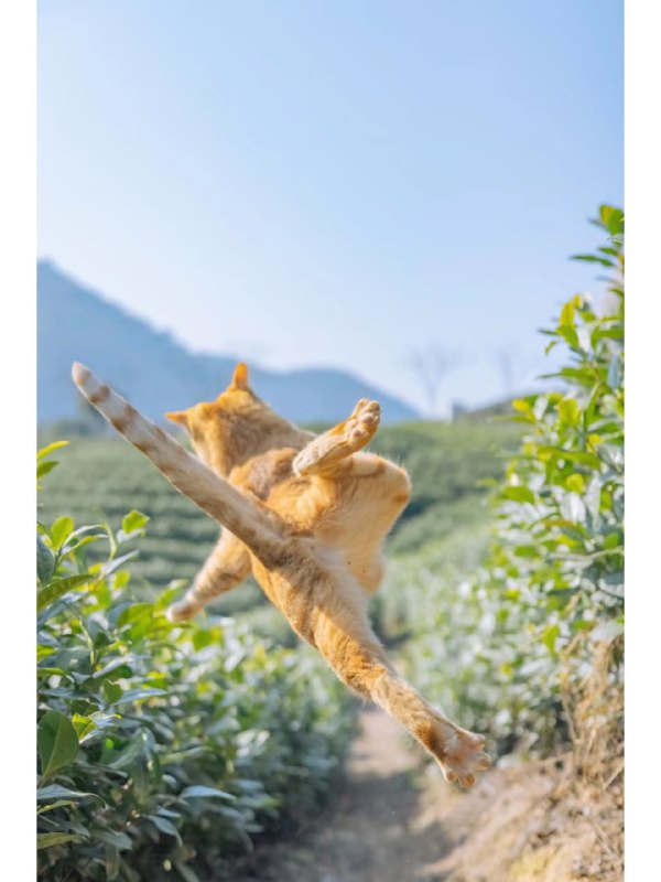 #可爱喵喵年度猫片from 叮当喵喵-今天你也很可爱#可爱喵喵年度猫片from 叮当喵喵-今天你也很可爱