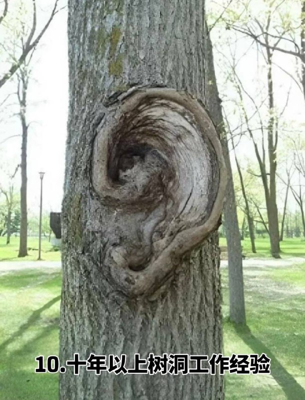 #趣图 奇怪的 #树 🌳🌳🌳#趣图 奇怪的 #树 🌳🌳🌳