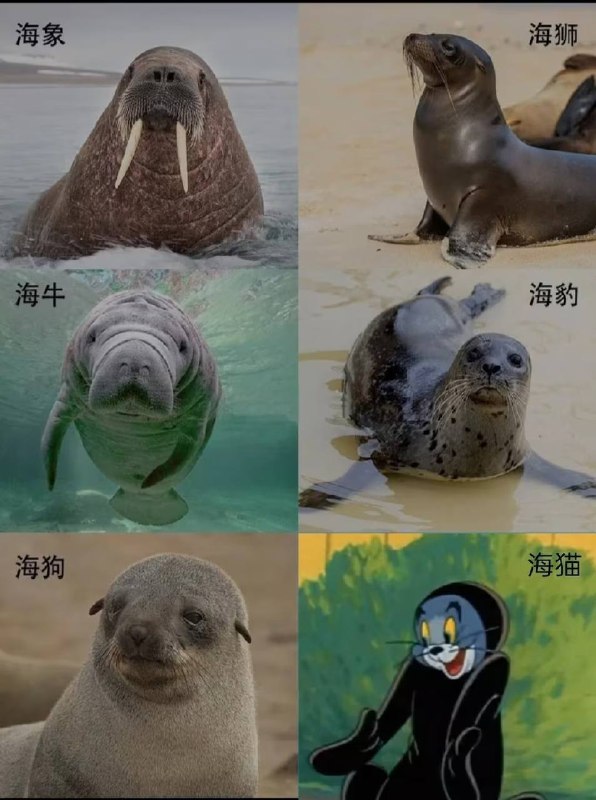 via 圆头耄耋 哈基米