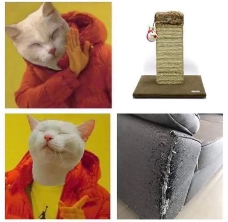 #可爱喵喵 哪家的猫猫！from 叮当喵喵-今天你也很可爱