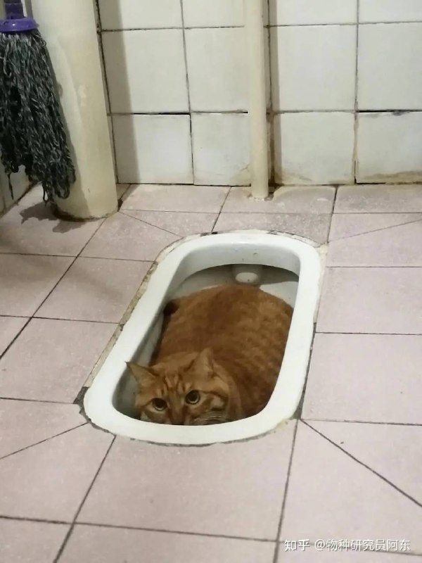 /n/dump/catfrom Jacky Jnirvana