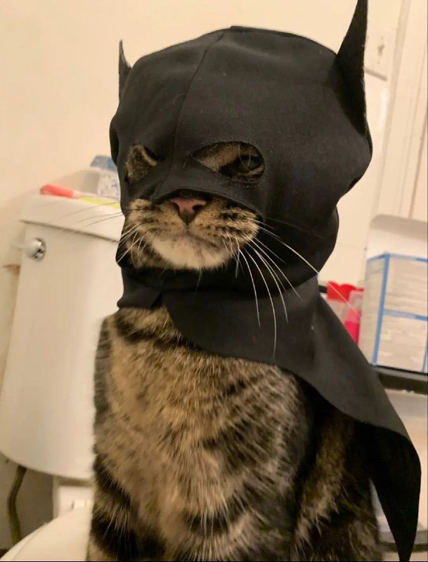 #可爱喵喵这里是哥谭猫猫from 叮当喵喵-今天你也很可爱