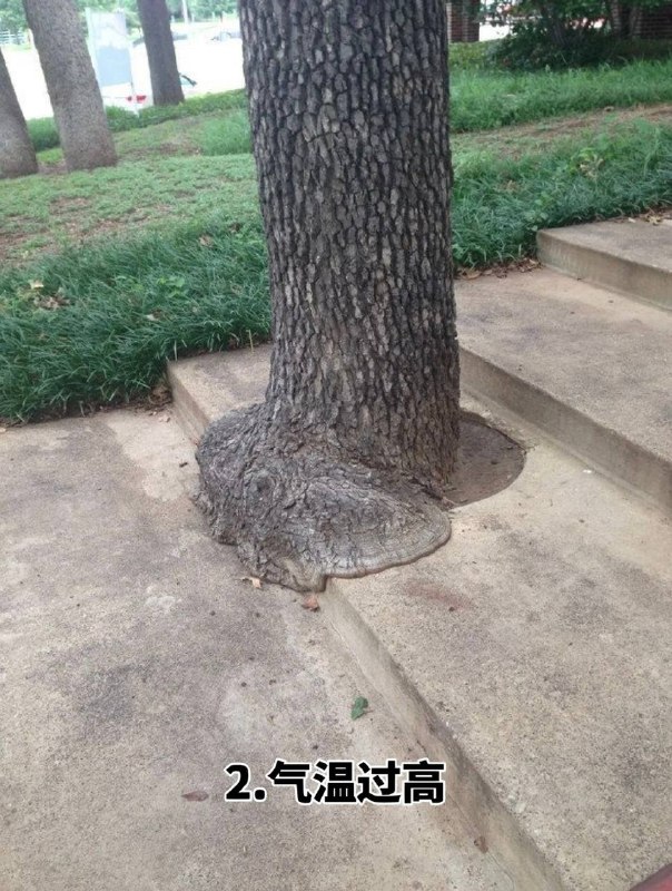 #趣图 奇怪的 #树 🌳🌳🌳#趣图 奇怪的 #树 🌳🌳🌳