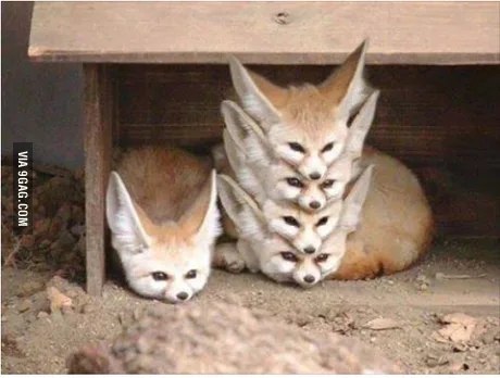 Firefox 多标签和单窗口