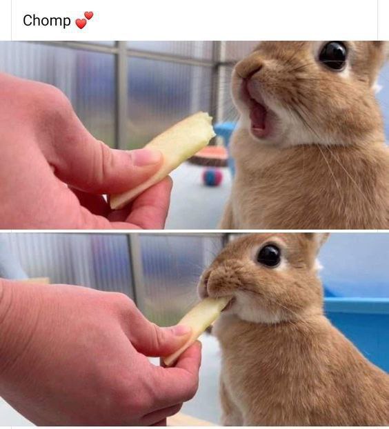 HIS FAV TREATfrom Cute Happy Stuffs
