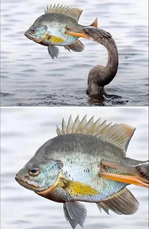 from 什么都能放 via DECADE