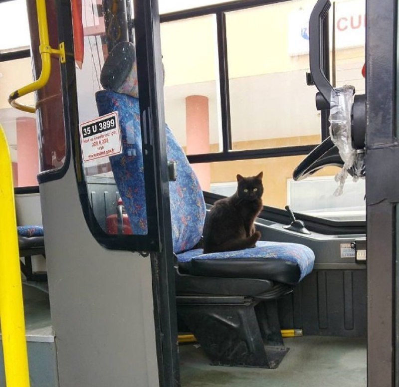 #可爱喵喵 -Have a nice day.-Thank you bus driver.from 叮当喵喵-今天你也很可爱#可爱喵喵 -Have a nice day.-Thank you bus driver.from 叮当喵喵-今天你也很可爱