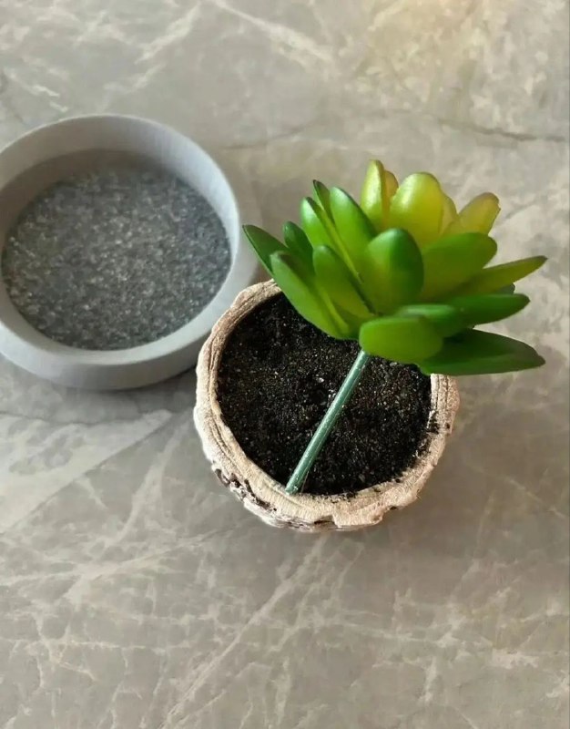 有人养了很久的多肉才发现是假的！from 叮当喵喵-今天你也很可爱有人养了很久的多肉才发现是假的！from 叮当喵喵-今天你也很可爱