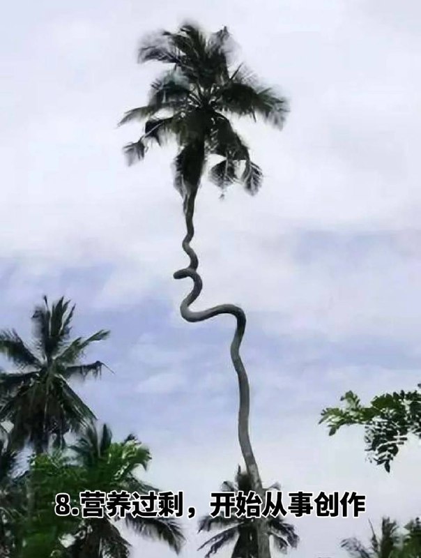 #趣图 奇怪的 #树 🌳🌳🌳#趣图 奇怪的 #树 🌳🌳🌳