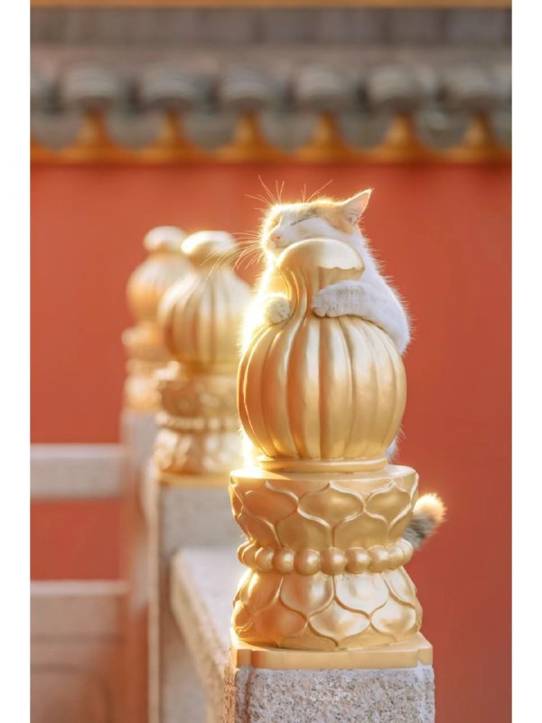 #可爱喵喵年度猫片from 叮当喵喵-今天你也很可爱#可爱喵喵年度猫片from 叮当喵喵-今天你也很可爱