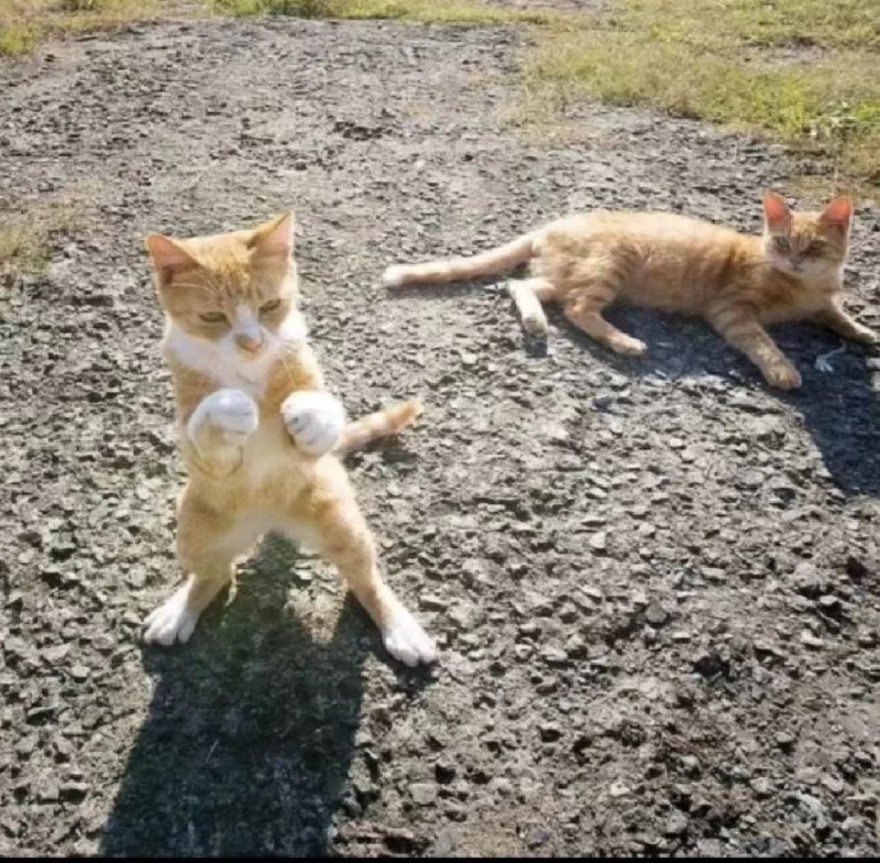 功夫猫 嘿～哈～！via Simon Carcia