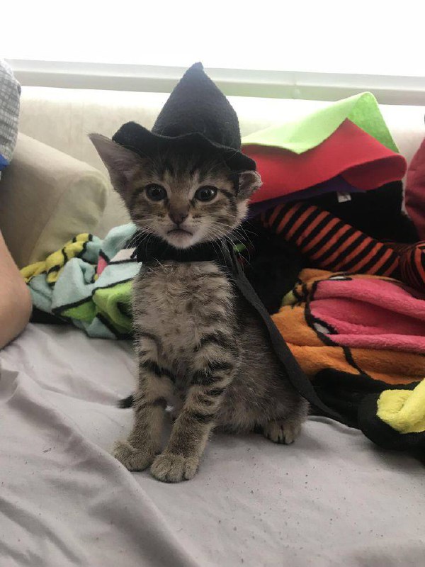#可爱喵喵 Cat witch 🧙‍♀️from 叮当喵喵-今天你也很可爱