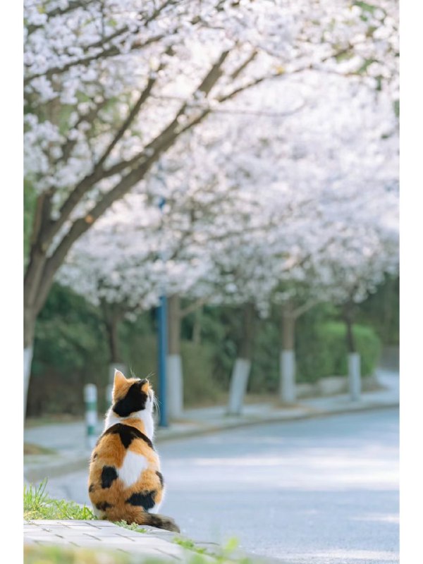 #可爱喵喵年度猫片from 叮当喵喵-今天你也很可爱#可爱喵喵年度猫片from 叮当喵喵-今天你也很可爱