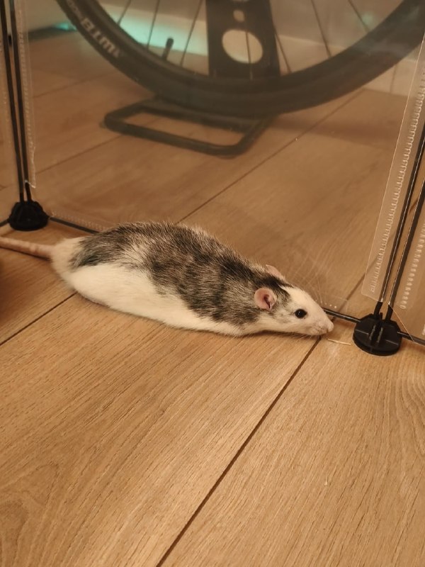 Loaffrom Cute Happy Stuffs