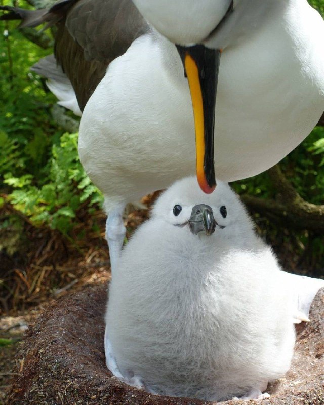 I made dis !Albatross 2020from Cute Happy Stuffs