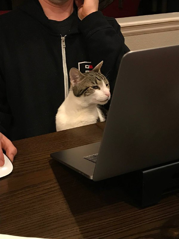 #可爱喵喵 猫猫