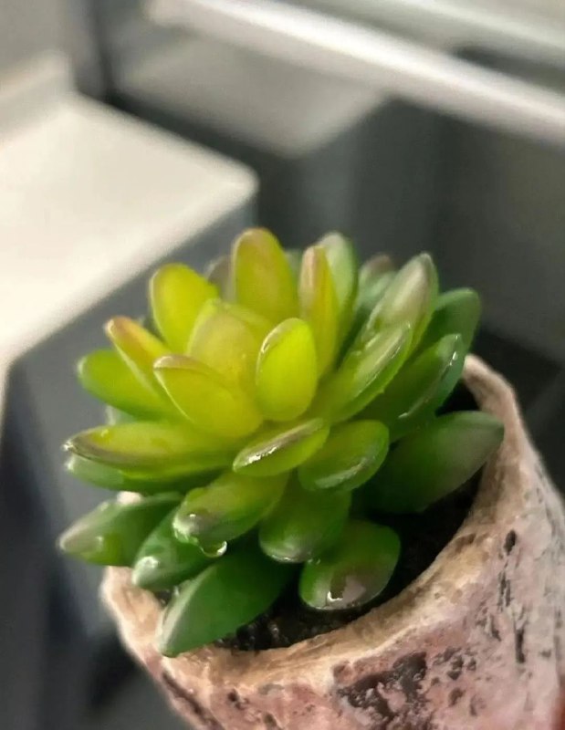 有人养了很久的多肉才发现是假的！from 叮当喵喵-今天你也很可爱有人养了很久的多肉才发现是假的！from 叮当喵喵-今天你也很可爱