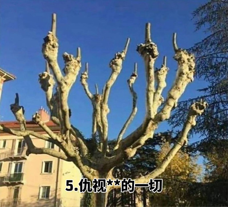 #趣图 奇怪的 #树 🌳🌳🌳#趣图 奇怪的 #树 🌳🌳🌳
