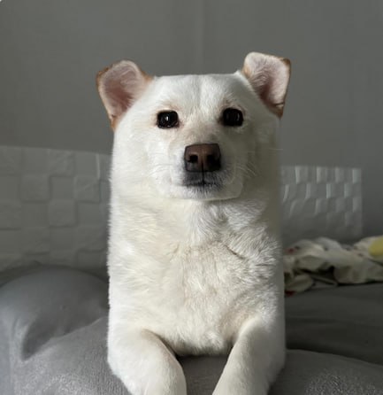 #可爱汪汪 有一点点方方的狗狗from 叮当喵喵-今天你也很可爱