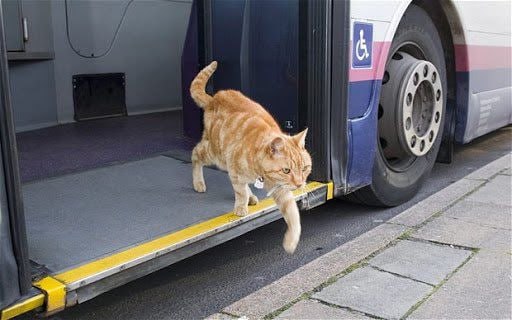 #可爱喵喵 -Have a nice day.-Thank you bus driver.from 叮当喵喵-今天你也很可爱#可爱喵喵 -Have a nice day.-Thank you bus driver.from 叮当喵喵-今天你也很可爱