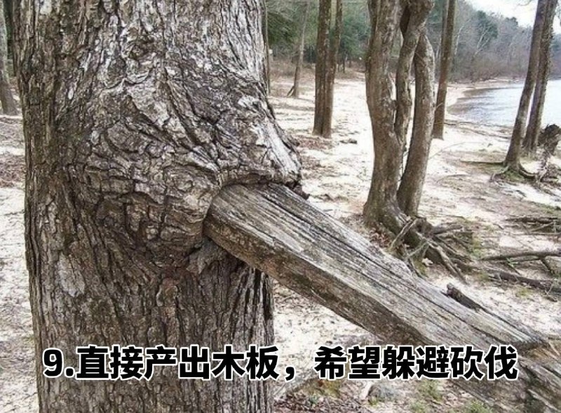 #趣图 奇怪的 #树 🌳🌳🌳#趣图 奇怪的 #树 🌳🌳🌳