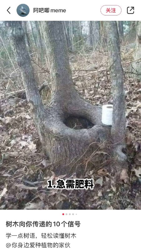 #趣图 奇怪的 #树 🌳🌳🌳#趣图 奇怪的 #树 🌳🌳🌳