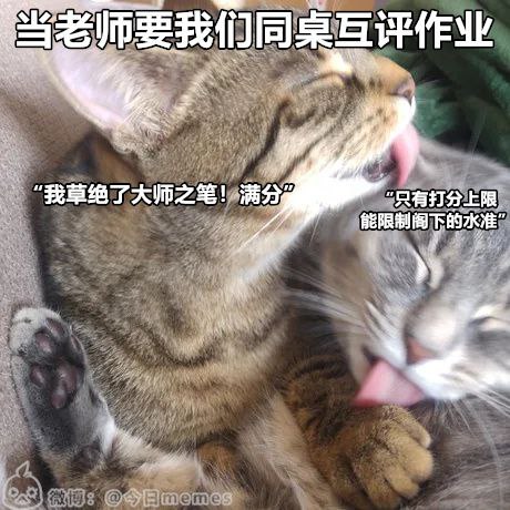 from 每日无数猫
