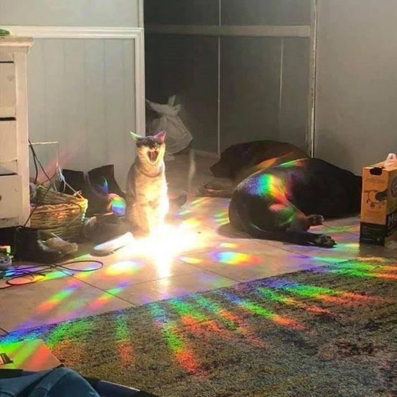 #可爱喵喵 任务完成！升级中…from 叮当喵喵-今天你也很可爱