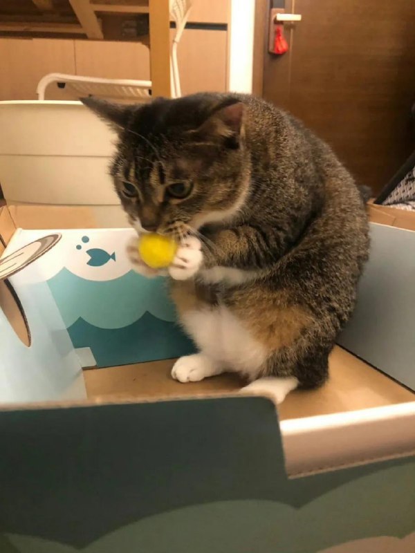 #可爱喵喵 你们养猫的注意点别把猫和鼠放一块儿容易改不回来from 叮当喵喵-今天你也很可爱