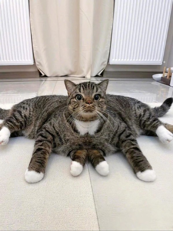猫猫变异啦😱via Time Rain