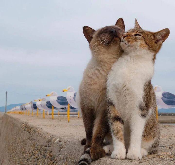 #猫猫头 相亲相爱 💓from 吃瓜中心#猫猫头 相亲相爱 💓from 吃瓜中心