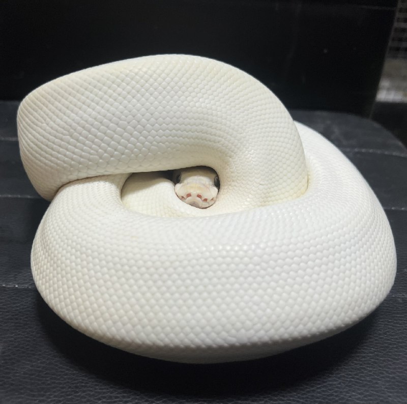 トギ