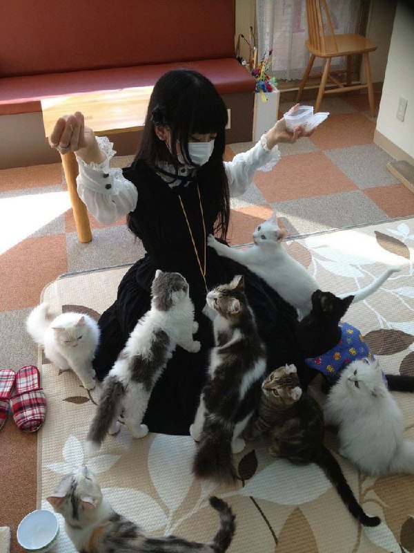 from 猫猫窝🐈🐈‍⬛️