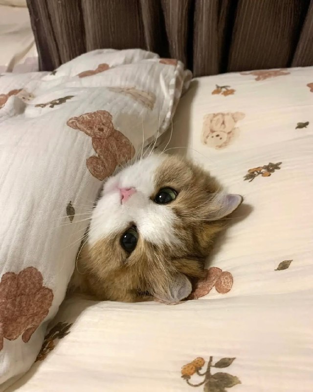 #猫猫  你们上班吧，猫猫睡觉了from 开源社区#猫猫  你们上班吧，猫猫睡觉了from 开源社区