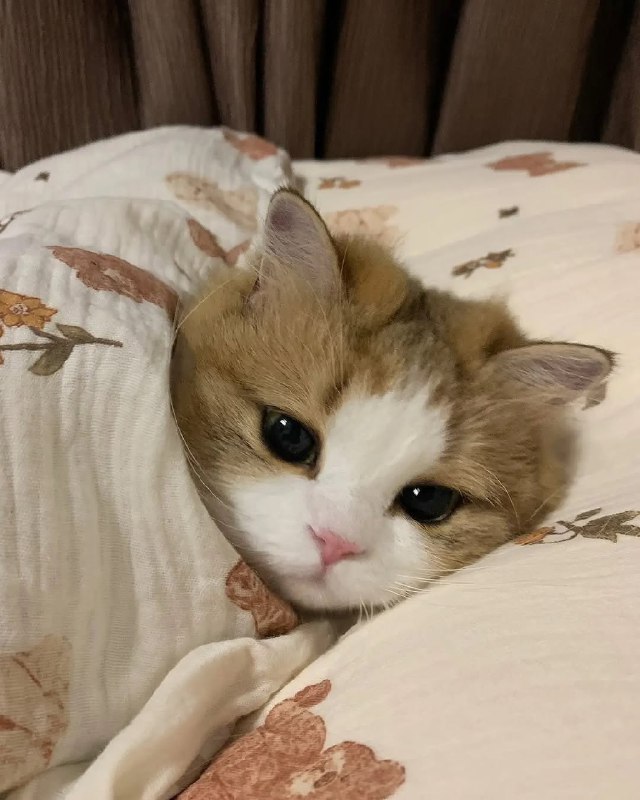 #猫猫  你们上班吧，猫猫睡觉了from 开源社区#猫猫  你们上班吧，猫猫睡觉了from 开源社区